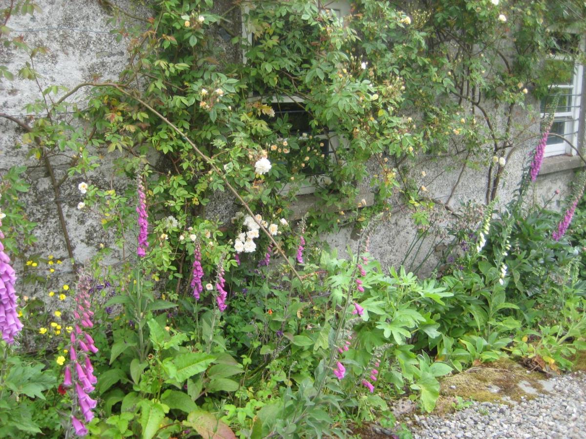 Ballydugan Country House Downpatrick Exteriör bild